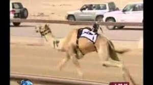 «سودانية» إلى المالك الجديد علي الكتبي مقابل 150 ألف درهم، كما حصل بن كليب على ملكية البكرة بنت مرموق «بعير الشيخ محمد بن راشد آل مكتوم. Ø¨Ø±Ø²Ø§Øª Ø§Ù„Ø¹Ø²Ø¨Ø© Ù…ØªØ®ØµØµ ÙÙŠ Ø³Ø¨Ø§Ù‚Ø§Øª Ø§Ù„Ù‡Ø¬Ù† Ø§Ù„Ø¹Ø±Ø¨ÙŠØ© Ø§Ù„Ø£ØµÙŠÙ„Ø©