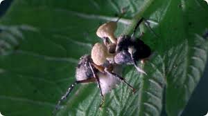 Le Champignon Cordyceps Emerge Du Cerveau Des Insectes Avec Images Idees Jardin Champignon Jardins