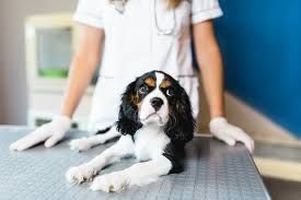 Chemotherapy For Dogs With Cancer Common Chemo Treatment Tips