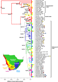 Image result for Jamesbrittenia burkeana