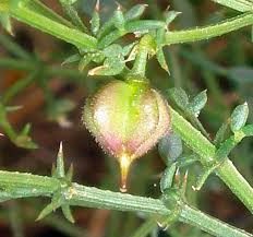 Image result for Fagonia isotricha