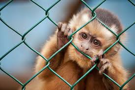 A derogatory for a person of african or african american decent. Adopting A Wild Monkey A Pet Or Animal Abuse Pledge For Wild Life