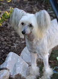 About The Chinese Crested We Love Chinese Cresteds Animal Rescue Chinese Crested Chinese Crested Dog Chiweenie Dogs