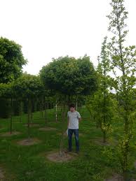 Acer Campestre Nanum Kugel Feldahorn Sehr Seltenes Geholz Mit Kugelkrone Und Eine Tolle Alternative Zum Sehr Weit Ve Rosen Pflanzen Kleine Baume Laubbaum