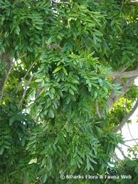 Image result for Khaya