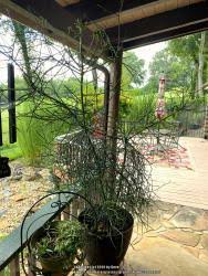 That is pretty much it on how to divide and grow cacti from offsets. Cactus And Succulents Forum What Happened To Our Little Pencil Cactus Garden Org