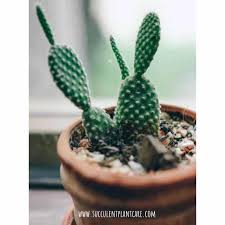 Growing cactus from seeds is very rewarding! Opuntia Microdasys Bunny Ears Care And Propagation Succulent Plant Care