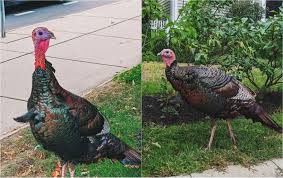 Turkey ball at marianos : A Somerville Turkey That Became A Neighborhood Icon Is No More The Boston Globe