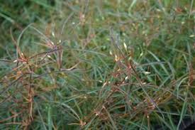 Image result for Lysimachia barbata