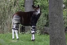 10 Real Animals That Seem Make Believe Endangered Animals Endangered Animals List Weird Animals