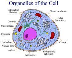 Pegertian Macam Macam Dam Struktur Jaringan Organel Sel Pada Mahkluk Hidup Cell Organelles Organelles Animal Cell
