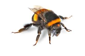 Do bumble bees die when they sting you? Dumbfounding Facts About Bumblebees Animal Sake