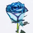 خرید شاخه گل رز هلندی آبی اصل (قیمت 4 خرداد)|باختر