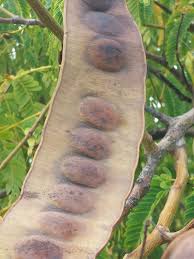 Image result for Entada chrysostachys