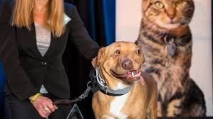 Search for dogs for adoption at shelters near eugene, or. Picasso From Luvable Dog Rescue In Eugene Honored By Oregon Humane Society Kval