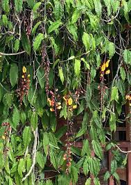 Image result for Thunbergia mysorensis