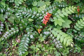 Image result for Maerua nervosa