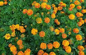 Crowded marigolds tend to grow taller rather than bushier, making for a weak and leggy plant. Marigolds How To Plant And Grow Marigold Flowers The Old Farmer S Almanac