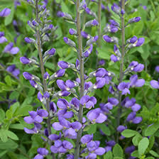Is easy to grow and maintain, will make an ideal 'stand out plant' in a. Blue Wild Indigo Baptisia Australis In Richmond Fairfax Loudoun Prince William Fredericks Virginia Va At Meadows Farms Nurseries