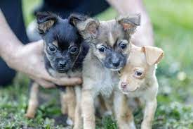 Review how much chihuahua puppies for sale sell for below. How Many Puppies Can A Chihuahua Have In A Single Litter Puppy In Training