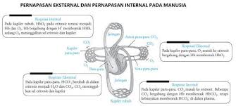 Proses Pertukaran Gas Dalam Pernapasan Eksternal Adalah Pertukaran Brainly Co Id