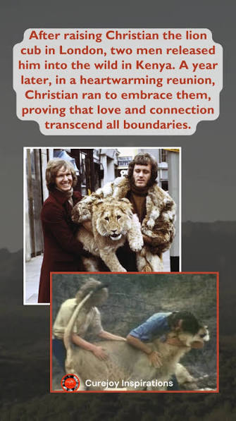 After raising Christian the lion cub in London, his two caretakers released  him into the wild in Kenya, unsure if he would remember them. A year later,  in a heartwarming reunion, Christian ran ...