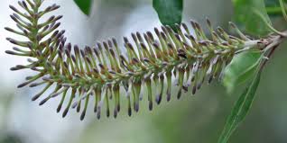 Image result for Faurea rochetiana