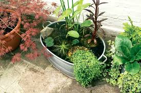 The roots absorb water and fill up the plant's cells, strengthening its fibers to produce strong leaves and stems. Make A Mini Pond Bbc Gardeners World Magazine