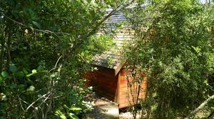 The forest is also home to a variety of mammals, but it is the loud calls and fearsome tree swinging of the samango monkeys that you will remember best. Fern Gully Forest Cabins In Rheenendal Knysna Best Price Guaranteed