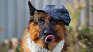 We did not find results for: Wallpaper 4k German Shepherd 3 4k Animals Wallpapers Cute Wallpapers Dog Wallpapers German Shepherd Wallpapers