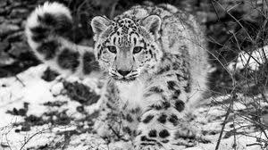 Animals Wallpapers Full Hd Hdtv Fhd 1080p Desktop Backgrounds Hd Pictures And Images