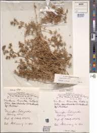 Image result for Trianthema triquetrum