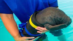 We did not find results for: Two Manatees Calves On Mend At Seaworld