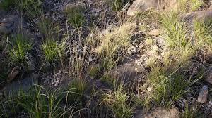 Image result for Microchloa