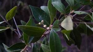 Image result for Dictyophleba ochracea