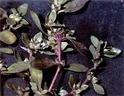 Image result for Bergia capensis