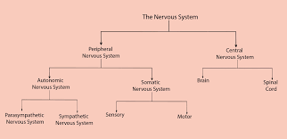 The nervous system coordinates the actions of complex organisms via the transmission of electrochemical signals. Organization Of The Nervous System