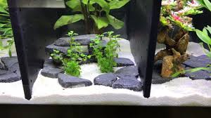 Lift your spirits with funny jokes, trending memes, entertaining gifs, inspiring stories. Divided 20 Gallon Long Betta Tank Youtube