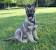 German Shepherd Colors