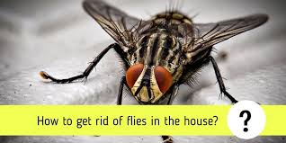 How long can fly infestations last? How To Get Rid Of Flies In The House 10 Simple Steps Pest Control Faq