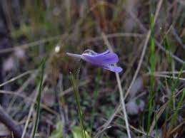 Image result for Lentibulariaceae