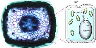 Image result for Sarcocornia decumbens