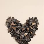 Shark Teeth Fossil Find