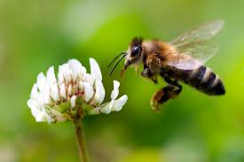 How do bees help some plants reproduce. Scientists Have Some Wild Ideas For Solving Our Big Bee Problem