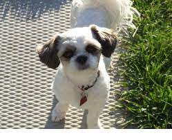 The shih tzu teddy bear haircuts is a great dog with a regal appearance of a small lion and beautiful long hair that requires regular care. Click The Link To Read More About Havanese Puppies Follow The Link To Get More Information The Web Presenc Shih Tzu Labrador Retriever Puppies Puppies