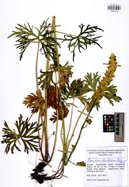 Image result for Vincetoxicum stenolobum