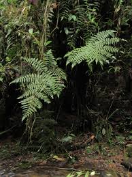 Image result for Diplazium humbertii