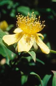 Image result for Clusiaceae