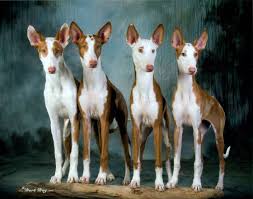 Index Html Ibizan Hound Dogs Dog Breeds