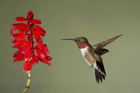 These little birds are the tiniest birds in the world; The Right Plants Can Will Bring Hummingbirds Into Your Brevard Yard